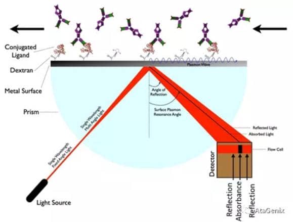 SPR親和力測(cè)定