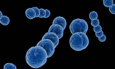 什么是穩(wěn)轉(zhuǎn)細胞株?如何構(gòu)建穩(wěn)轉(zhuǎn)細胞株?