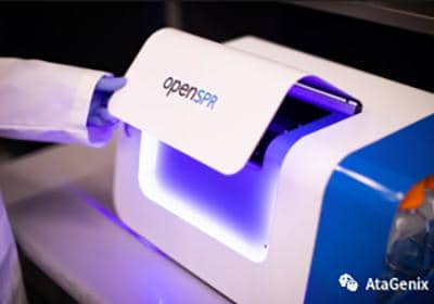 什么是抗體親和力成熟?如何提高抗體親和力？