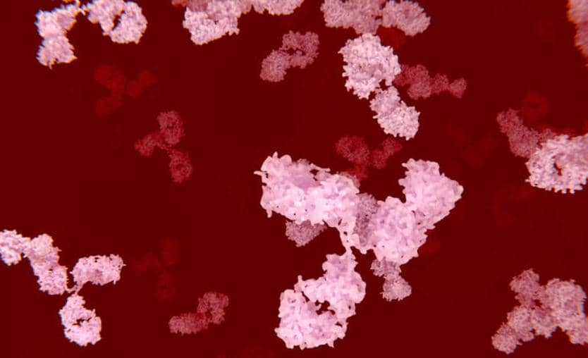 蛋白修飾系列&mdash;&mdash;乙酰化抗體