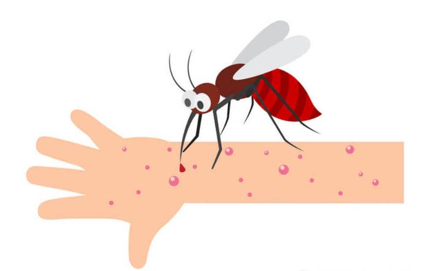 被蚊子發“紅包”，你癢就對了！