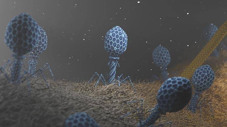 關(guān)于噬菌體展示技術(shù)的兩大核心難點你了解多少?