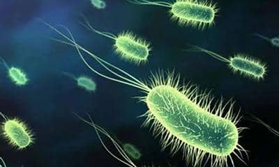 普健生物大腸桿菌重組蛋白表達(dá)服務(wù)包含哪些內(nèi)容?