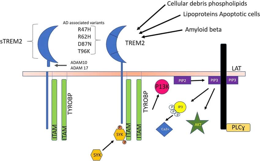 【明星靶點TREM2】盤點TREM2對AD、肥胖癥、癌癥以及心臟疾病的作用機制