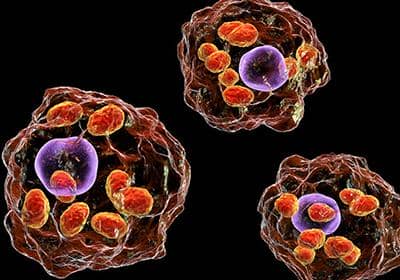 什么是單B細胞技術?它的優勢體現在哪里?