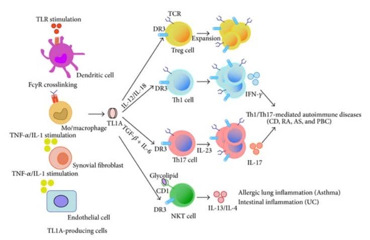 【明星靶點TL1A】潰瘍性結腸炎、克羅恩病、炎癥性腸炎患者生命之光