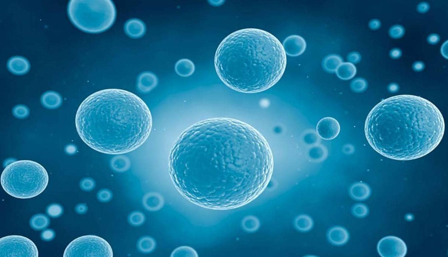 細胞界里最靚的仔-CHO（中國倉鼠卵巢細胞）