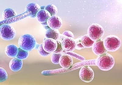 什么是細胞轉染技術?盤點細胞轉染的原理及其的特點