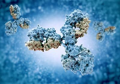 簡(jiǎn)述采用多肽抗原來制備多克隆抗體的過程