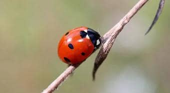 桿狀病毒昆蟲表達系統(tǒng)的設(shè)計概念及其構(gòu)建方法