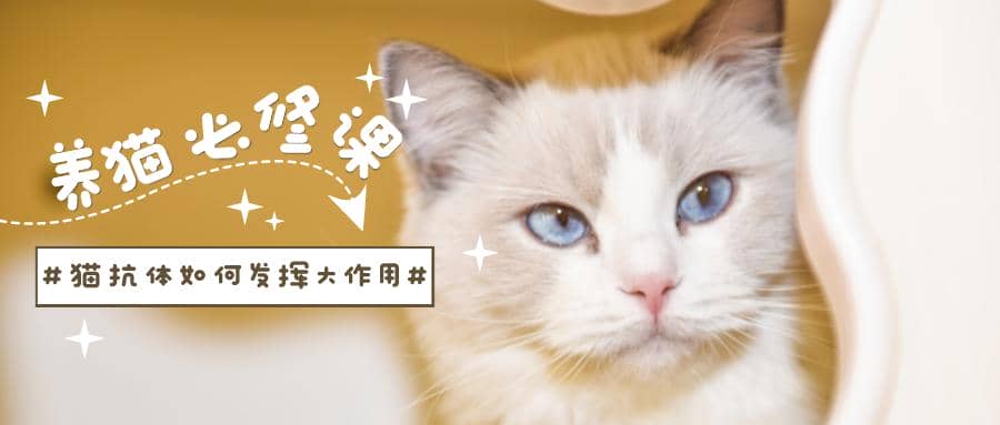 鏟屎官們看過來！貓抗體如何發(fā)揮大作用
