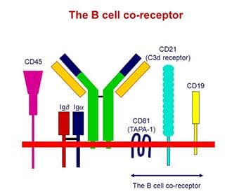 一文看懂單克隆抗體常見制備技術的優缺點
