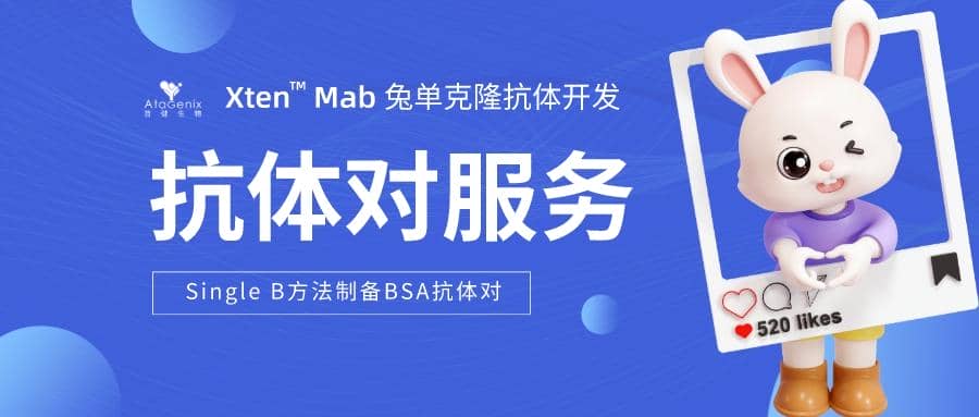 利用Single B方法快速制備高效BSA抗體對的策略