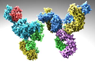雙特異性抗體-相比傳統抗體它的優勢體現在哪些方面?