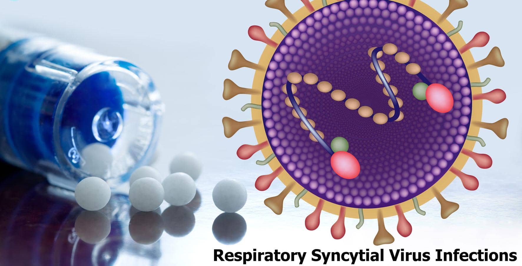 人類T細胞在控制RSV感染中的關鍵作用