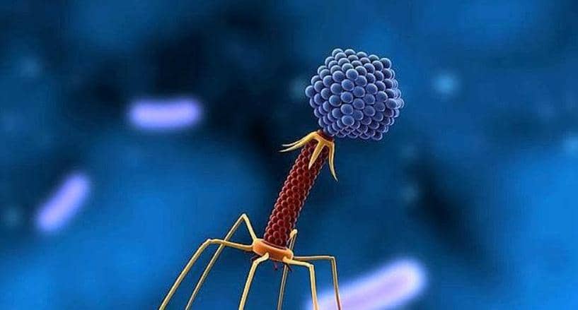 ΦX174噬菌體編碼蛋白抗生素的機(jī)制