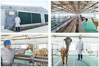 羊駝免疫（VHH）活動推廣月，探索納米抗體新科技！