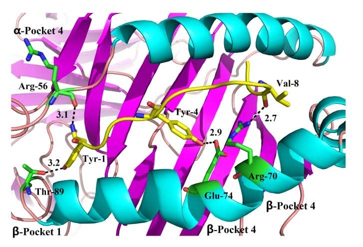 納米抗體在蛋白構象研究中的應用
