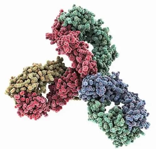 抗體制備之抗體標記的原理及方法