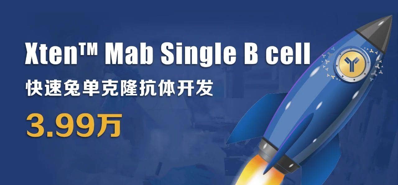 利用兔單B細胞技術制備高親和力、多種表位的抗獨特型單克隆抗體