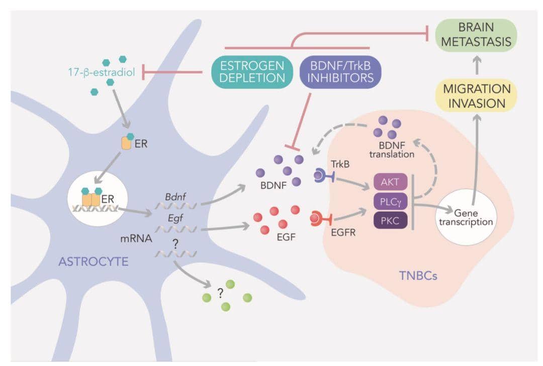 用于檢測雌激素受體α的新型兔單克隆抗體