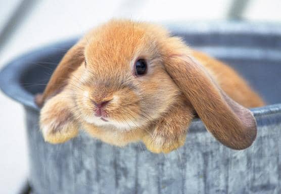 基于兔免疫抗體庫(kù)制備兔單克隆抗體