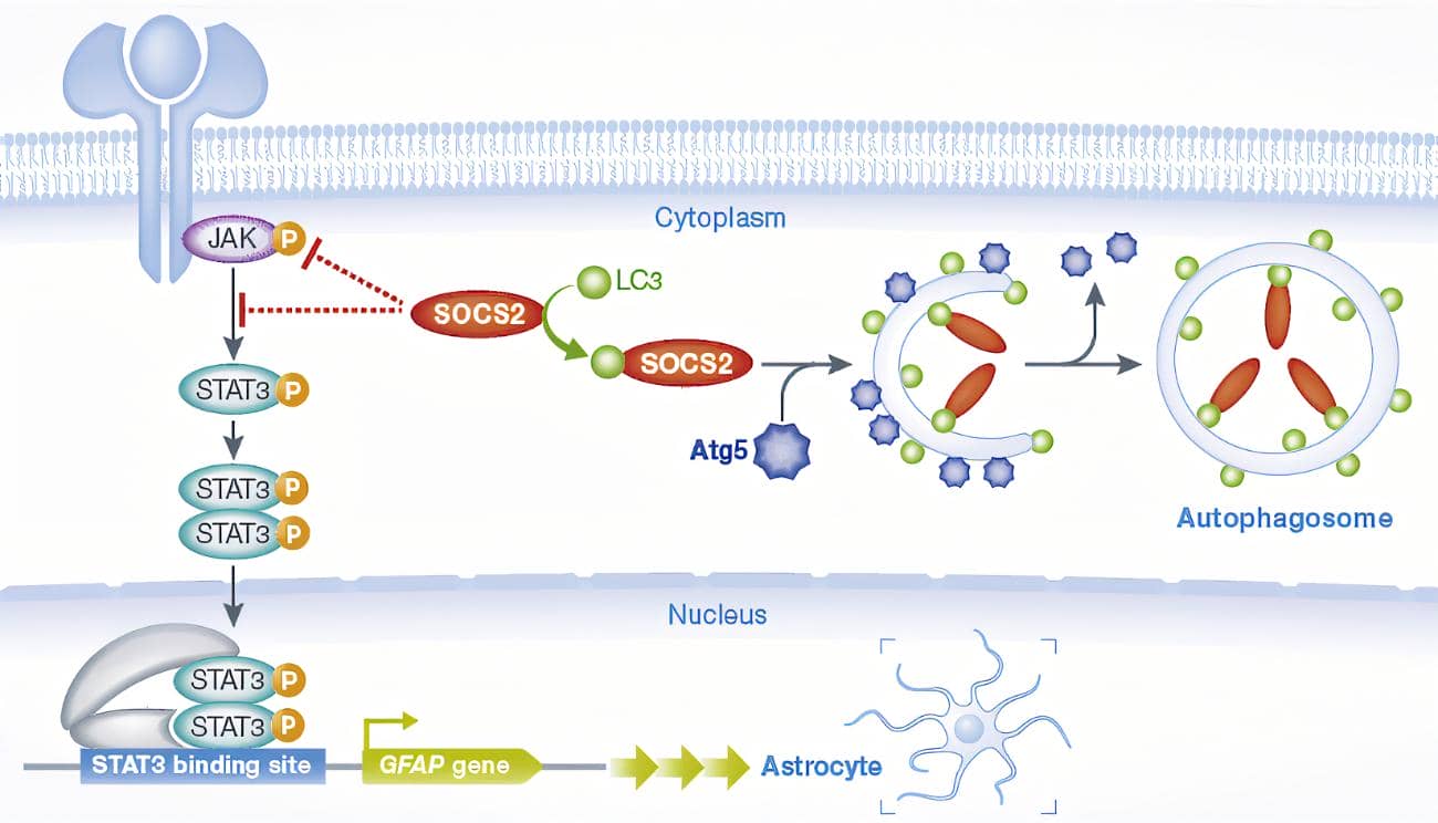 自身免疫中的B細胞代謝與B細胞自噬