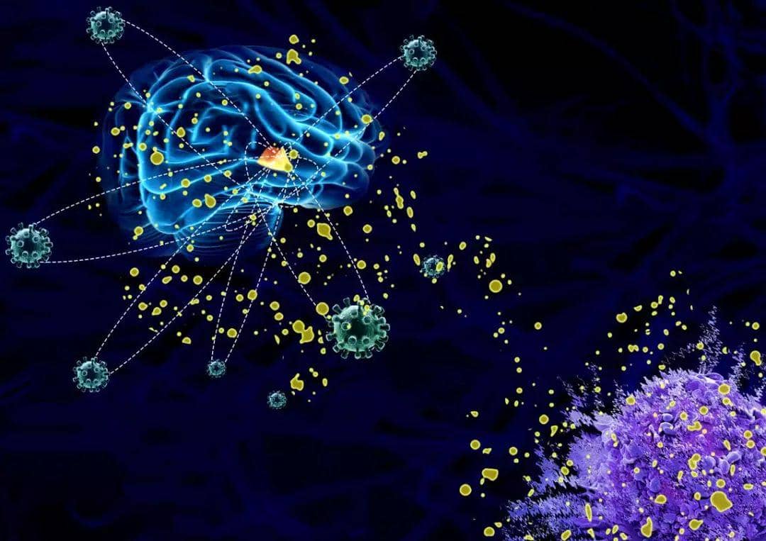 作為疾病靶點的B細胞代謝和自噬