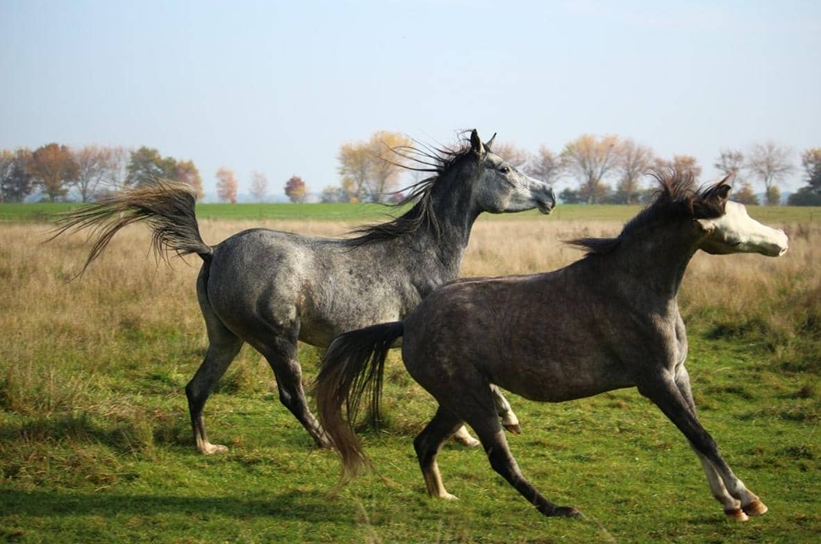 基于單個B細胞技術發現馬IgG1單克隆抗體