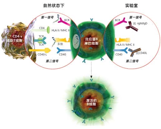 SHP2分子鑒定、重組表達及免疫學研究