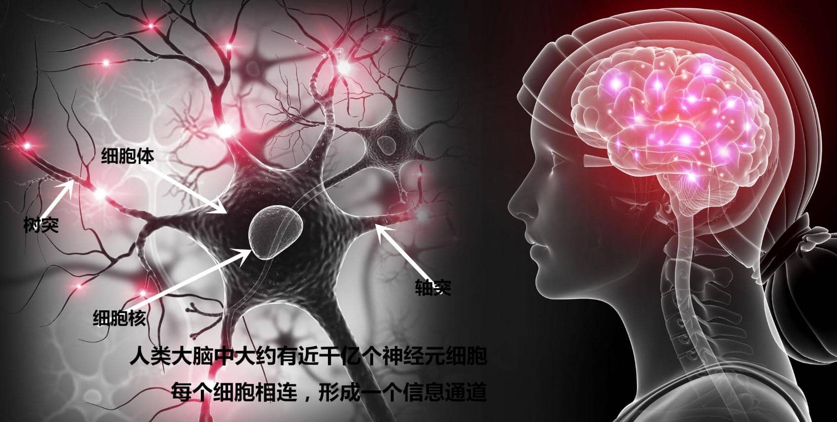 5-HT1A受體拮抗劑對(duì)七氟烷致老年認(rèn)知功能障礙模型大鼠突觸可塑性的作用及其機(jī)制