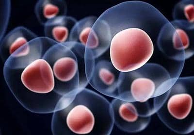 如何使用單B細(xì)胞技術(shù)制備兔單克隆抗體?