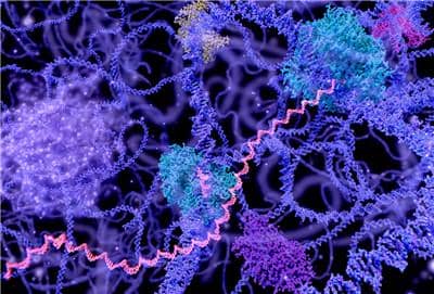 哺乳動物表達系統(tǒng)