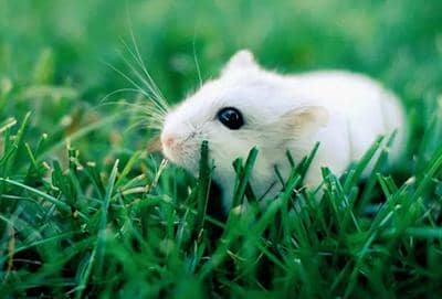 單克隆抗體人源化操作時需要注意哪些因素?