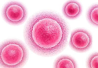 關于真核蛋白表達系統(tǒng)您了解多少?