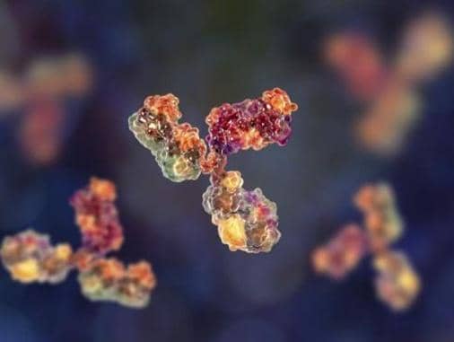 抗體人源化服務的一般操作流程是怎樣的?