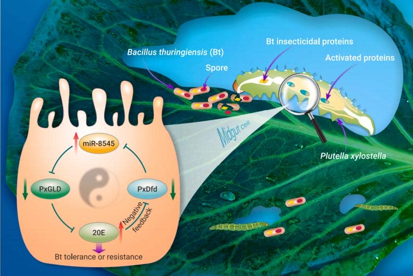 【技術分享第35期】破解小菜蛾抗Bt農藥的奧秘——普健生物抗體開發助力發現miR-8545關鍵角色