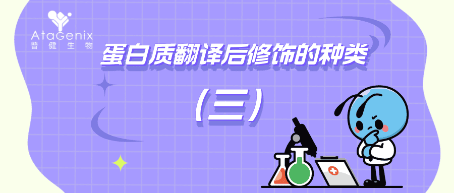 蛋白質翻譯后修飾的種類與生物學意義（三）