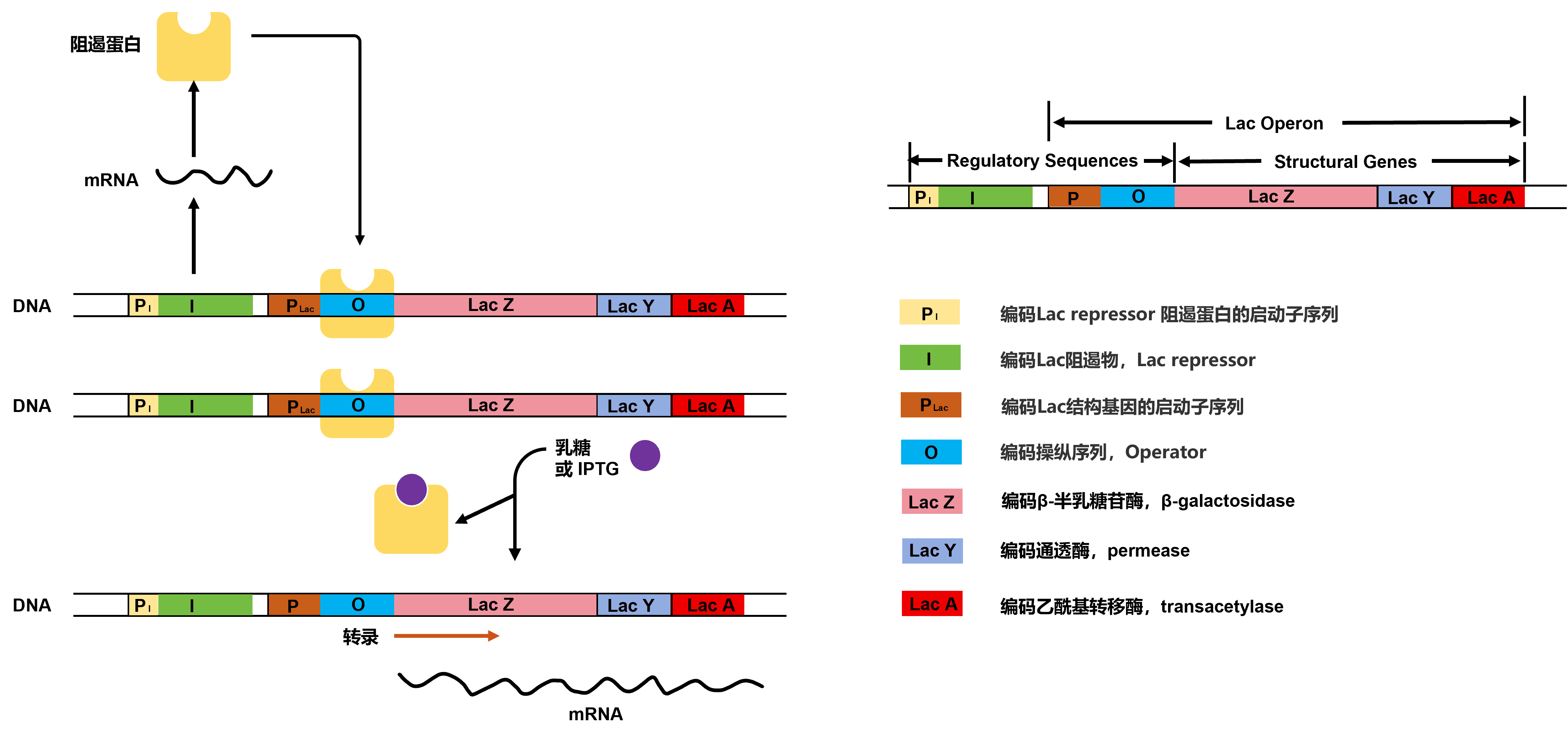 【原核表達系統純化蛋白全攻略】科研人必備！