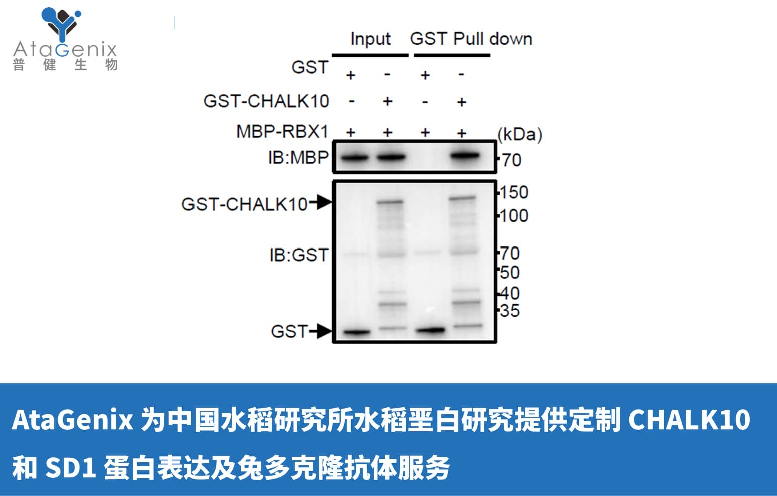 AtaGenix 為中國水稻研究所水稻堊白研究提供定制 CHALK10 和 SD1 蛋白表達及兔多克隆抗體服務