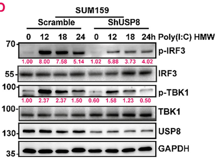 圖2：USP8 Ser718位點抗體在細(xì)胞中的磷酸化檢測示例（WB/Co-IP）