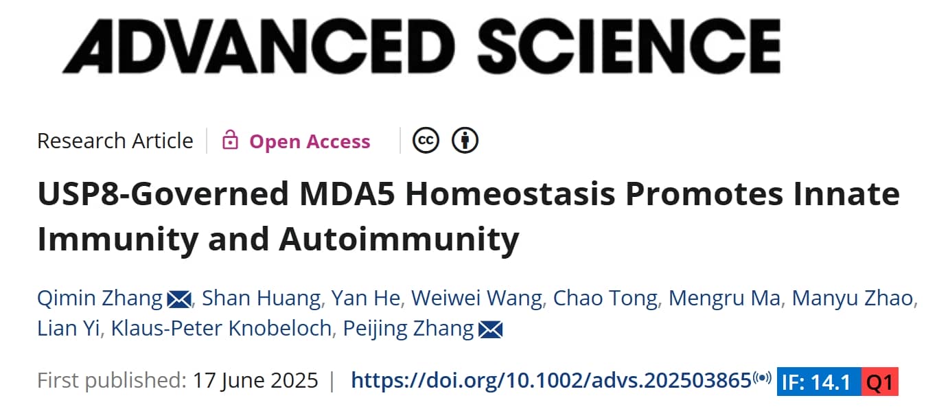 圖1：USP8–MDA5通路與AKT調(diào)控概覽示意圖