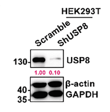 圖3：USP8 Ser718免疫原相關(guān)信息與應(yīng)用示意
