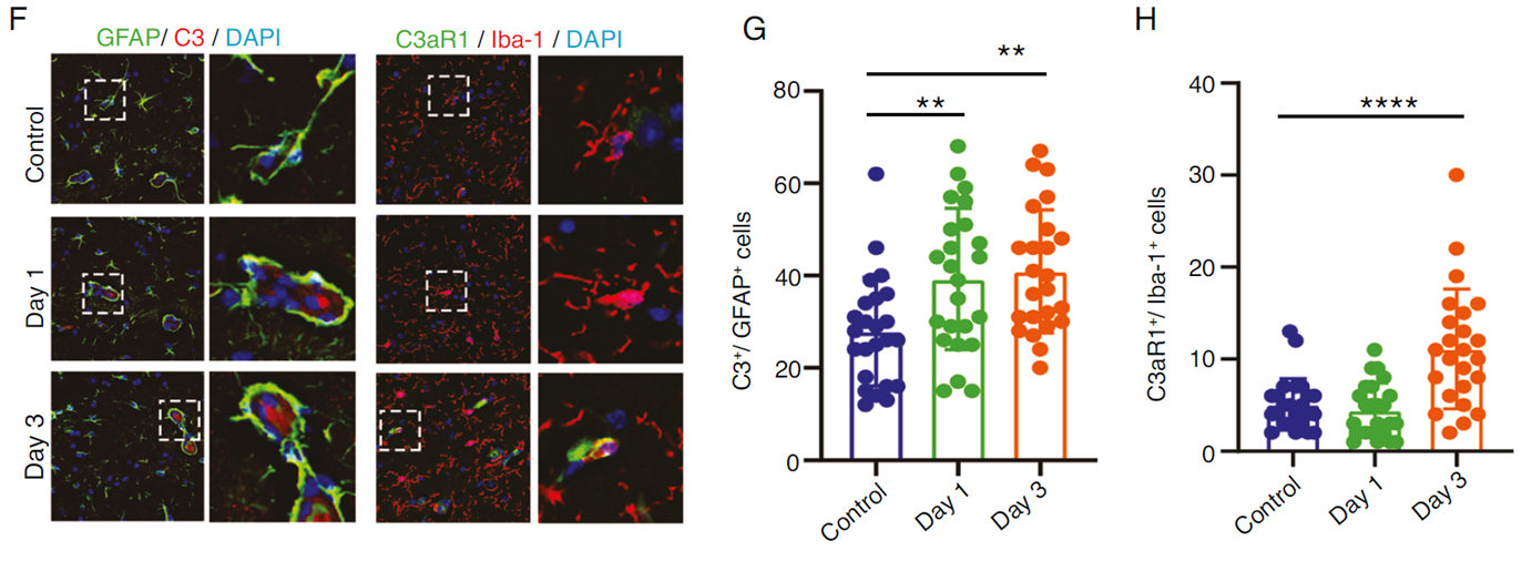 術后早期C3/C3aR通路介導的星形膠質細胞與小膠質細胞協同激活