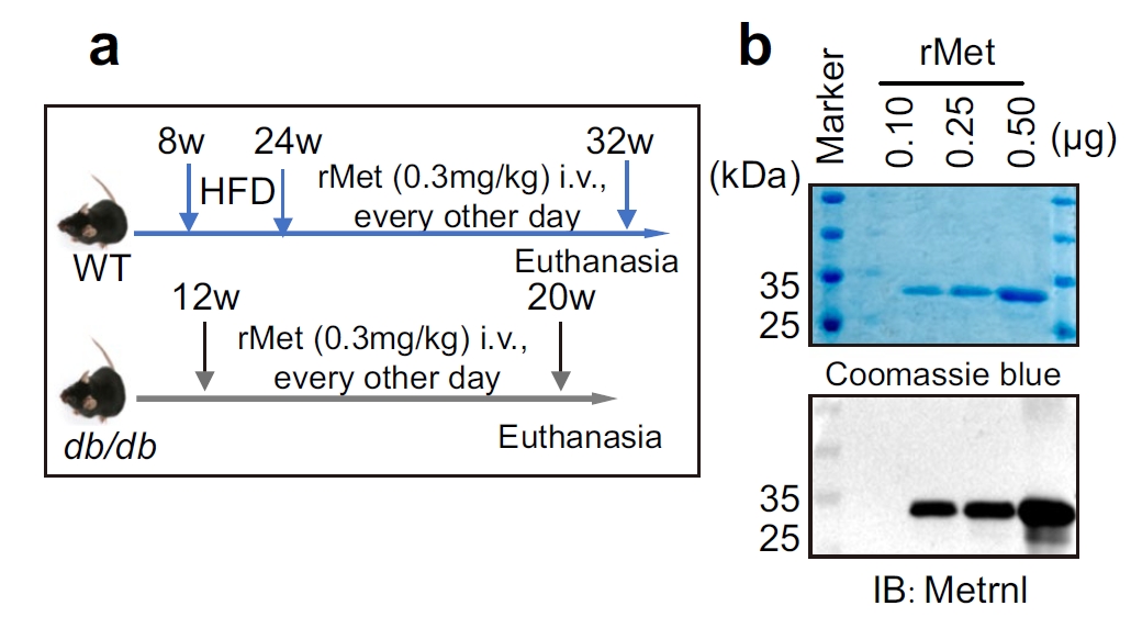 圖1：METRNL維持β細胞功能并抑制β→α轉分化的示意或數據總覽