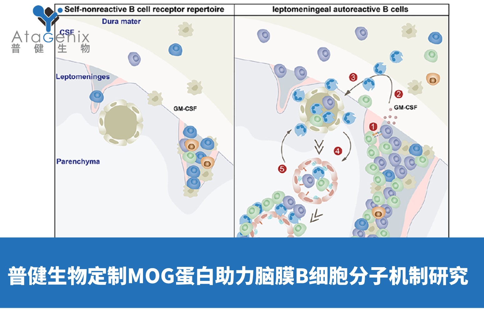 普健生物定制高純度MOG蛋白支持腦膜B細胞分子機制研究