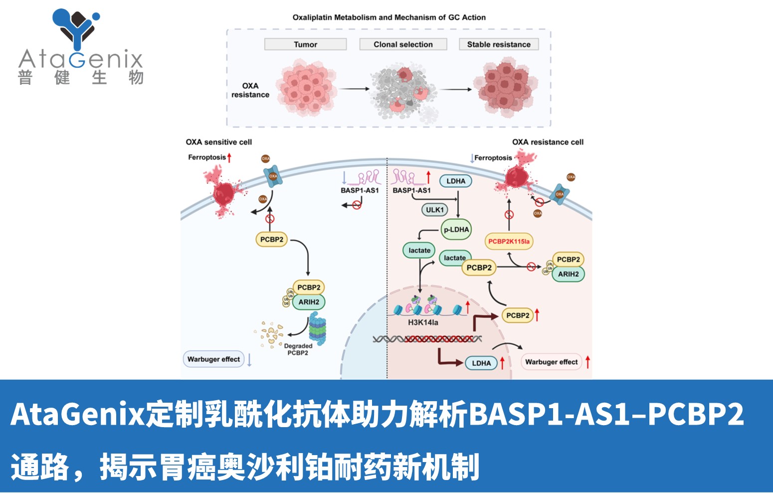 AtaGenix定制乳酰化抗體助力解析BASP1-AS1&ndash;PCBP2通路，揭示胃癌奧沙利鉑耐藥新機(jī)制