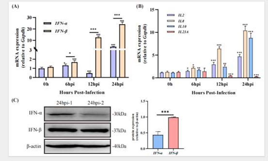 DHAV-3感染后IFN-Ⅰ和細胞因子表達的變化
