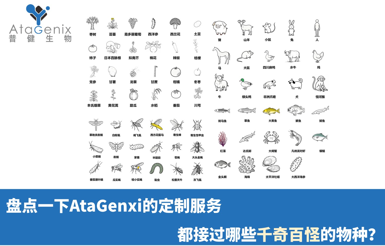 盤點(diǎn)一下AtaGenxi的定制服務(wù)都接過哪些千奇百怪的物種？